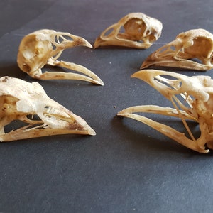 Chicken skull, 6-8.5 cm, domestic chicken, skull, bones, Gothic, bones, Celtic, Germanic, domestic chicken skull