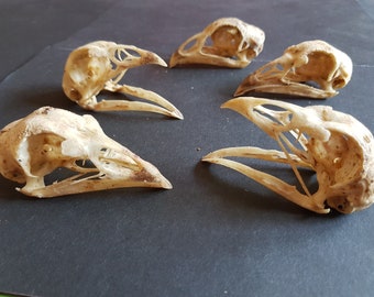 ドブネズミの頭蓋骨 (Rattus norvegicus) 本物の頭蓋骨。齧歯動物