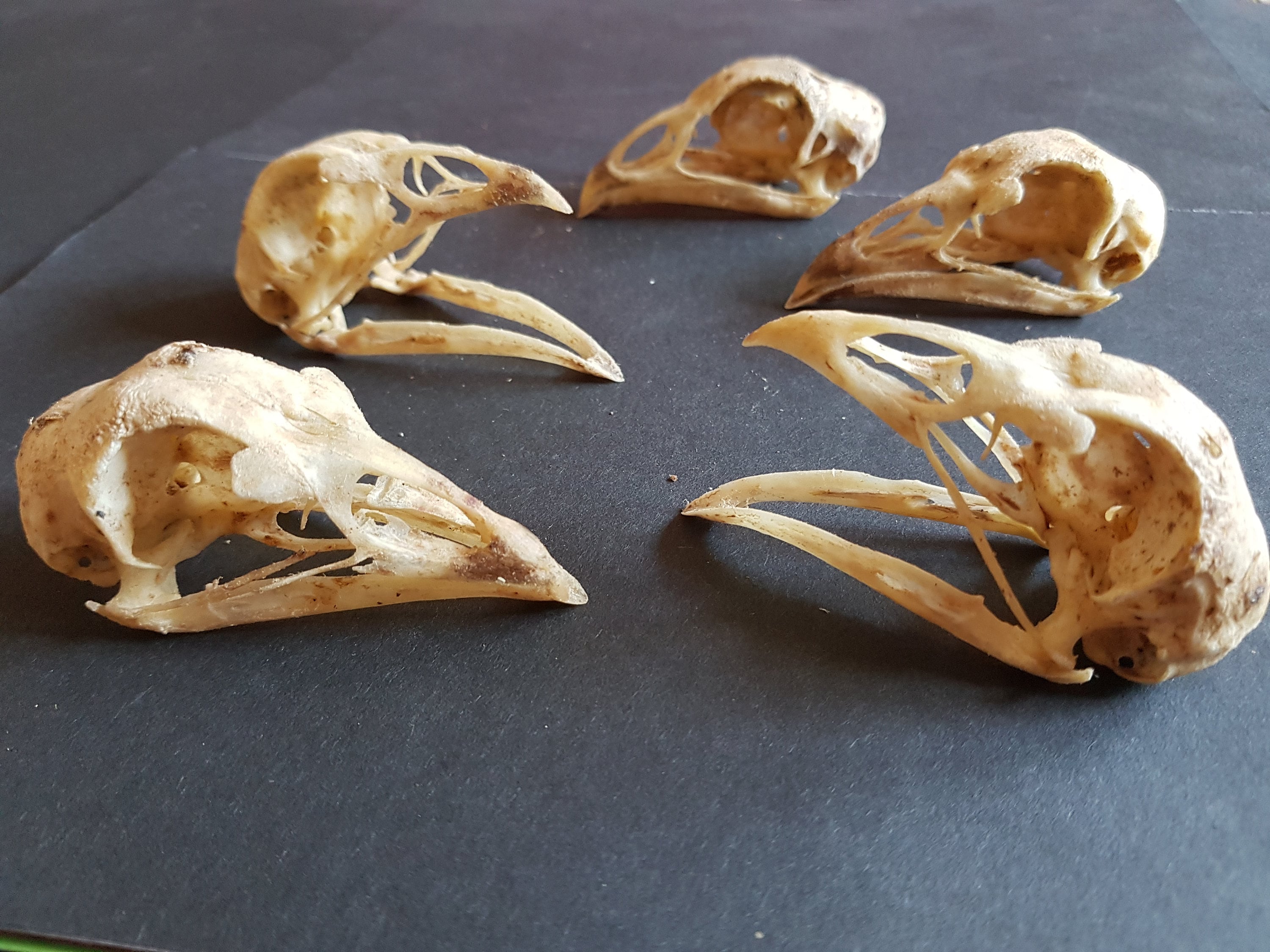 Chicken Skull, 6-8.5 Cm, Domestic Chicken, Skull, Bones, Gothic