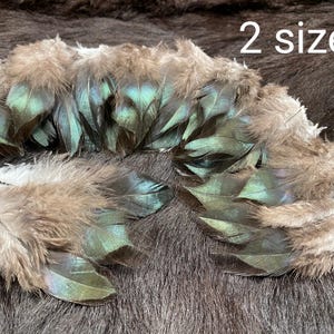 Op de afbeelding: Close-up van verschillende bruine en teal veren. De veren hebben een donzige textuur en iriserende teal kleuring op de uiteinden. De tekst "2 sizes" is zichtbaar in de rechterbovenhoek. De veren zijn gerangschikt op een donkerbruin oppervlak.