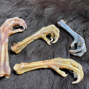 Single chicken foot, unique pieces available, 10-14 cm, curved, from the domestic chicken, Gallus gallus domesticus, talisman, protection, voodoo, spiritual