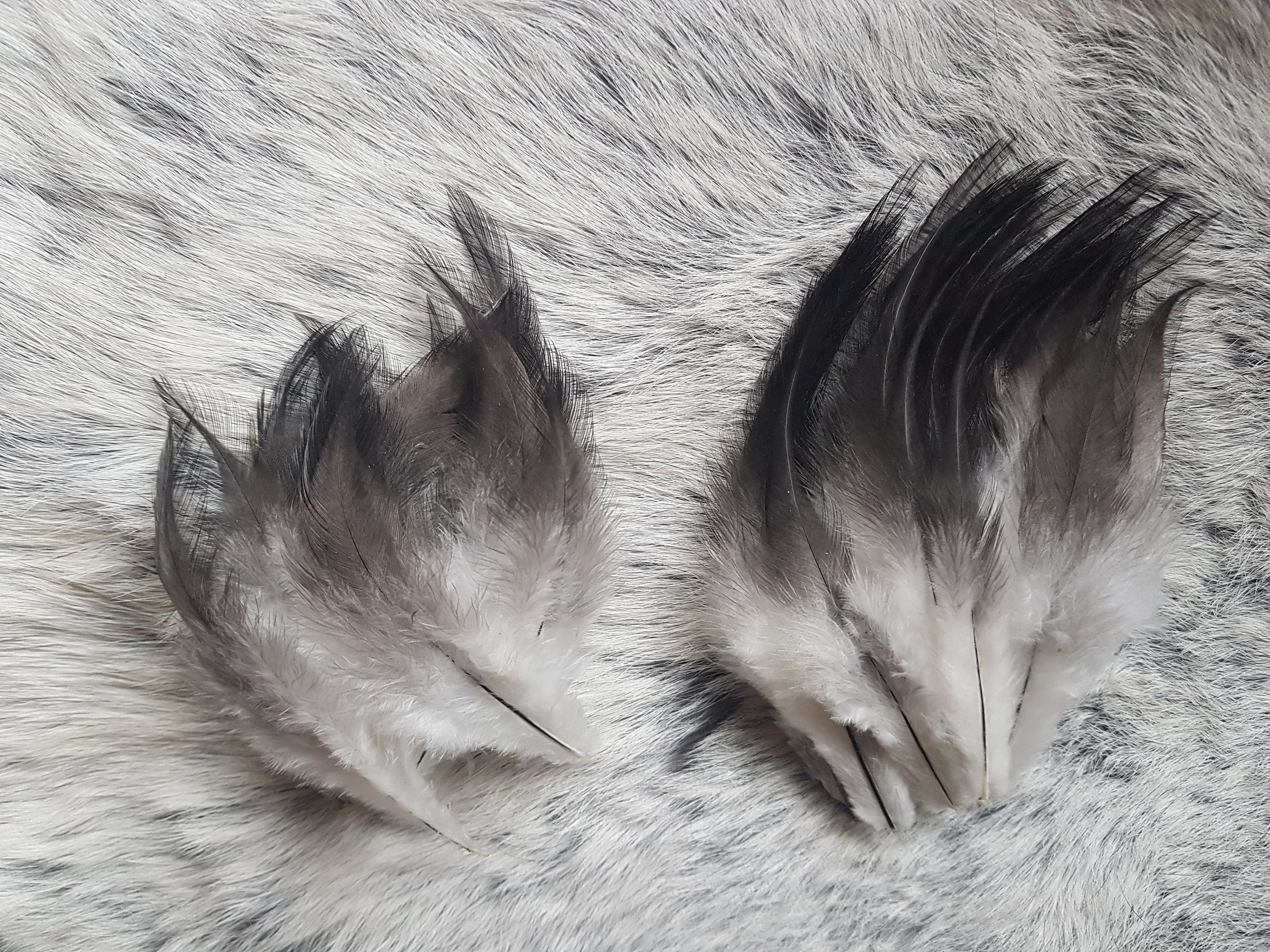 Heron Feathers | Quality Dyed Feathers | Large Feathers