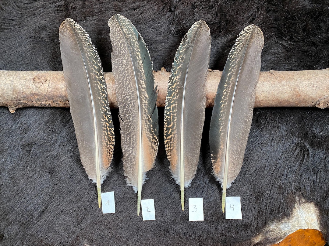 XXL Peacock Feather, 34-35 Cm, Peacock Feathers, Special Writing Quill ...
