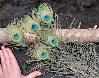 Peacock feathers, approx. 50 cm, blue peacock, peacock feather bouquet, affordable peacock feathers of good quality, molting peacock feathers