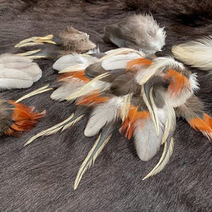 Può includere: Una collezione di piume assortite in vari colori, tra cui grigio, marrone, arancione e bianco. Le piume sono disposte su una superficie scura e strutturata, mostrando le loro trame e motivi naturali. Ideale per lavori artigianali o decorativi.