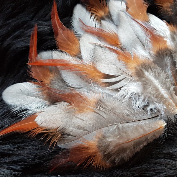 36 duo de plumes 5-12 cm, posture adaptée à l'espèce, mélange de plumes artisanales, plumes naturelles, Noël, décoration, lanterne, indien, carnaval, déguisement (n° P12)