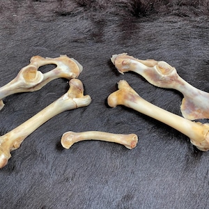 5 XXL-botten, 11-20 cm, ethisch verkregen schapenbotten, talismannen, ritueel, Viking, Wilde Westen, taxidermie, heksenbotten, knutselbotten