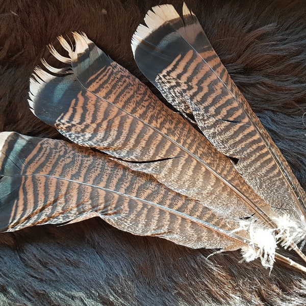 1 plume, 27-32 cm, plume de dinde, plume de vol, dinde, plumes de dinde, pas de plume de hibou, pas de plume d'oiseau de proie, plume d'aile (T25)