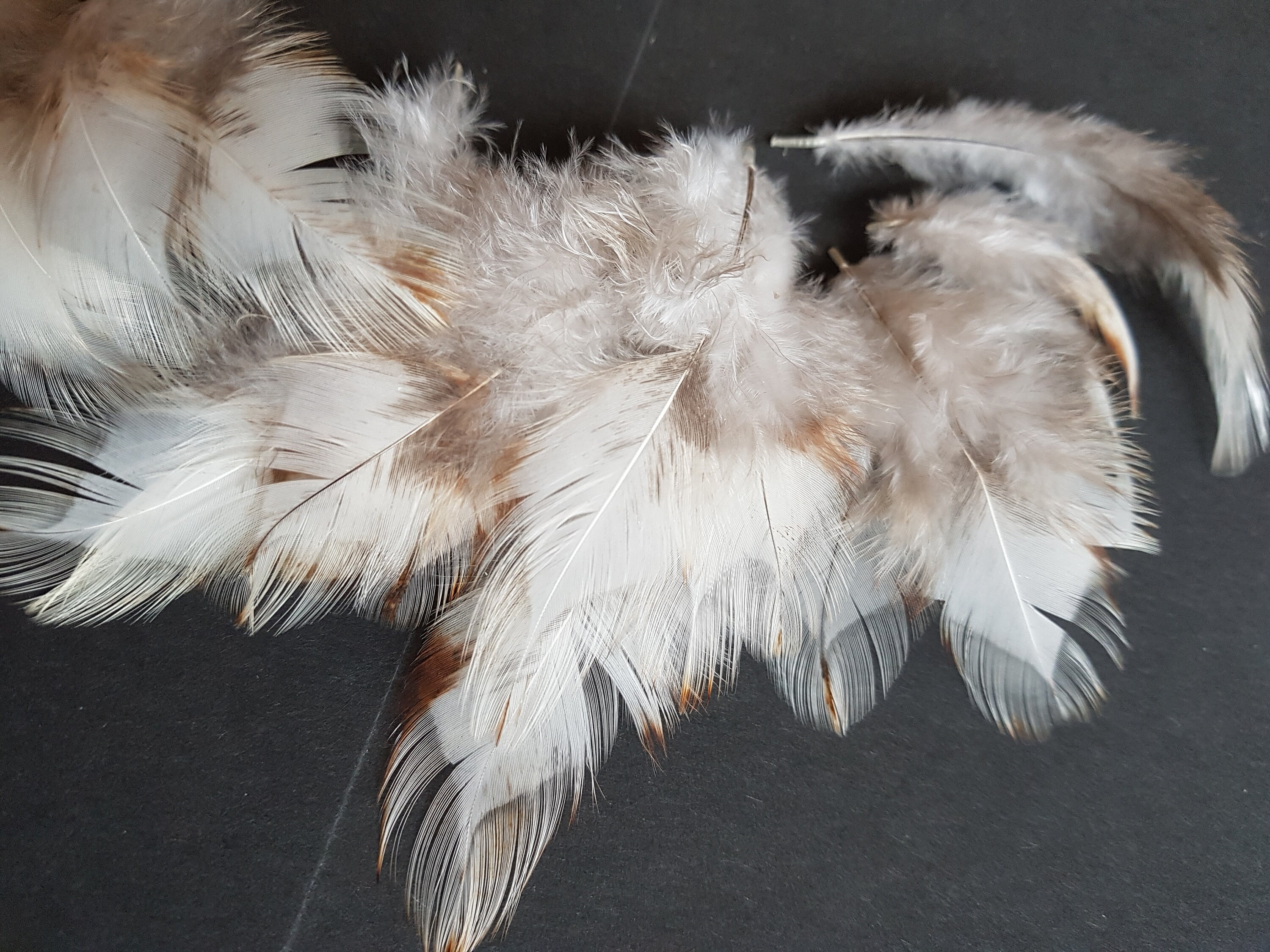 28 craft feathers whitegrey speciesappropriate posture Etsy