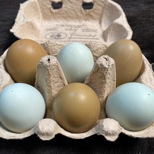 Könnte beinhalten: Ein Eierkarton aus geformten Fasern mit sechs Eiern in abwechselnden Farben von Hellblau und Hellbraun. Jedes Ei weist oben ein kleines, deutliches Loch auf. Der Karton ist geöffnet und zeigt das strukturierte, hellbeige Material des Behälters.