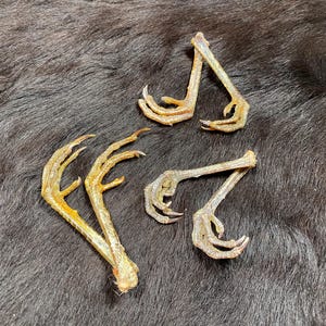 May include: Four dried bird feet with claws, in shades of tan and brown, are arranged on a dark, textured surface. The feet are positioned in various orientations, showcasing their natural form and details.