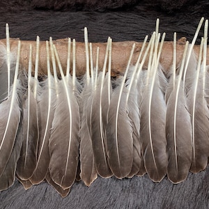 10 Federn, 18-22cm, graue Schwungfeder Gans, Schreibfeder aus artgerechter Haltung, flight, Flügelfedern, Indianer, Hutschmuck, Hutfeder