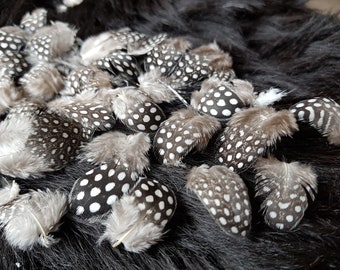 35 plumas, 1-4 cm, plumas de gallina de Guinea, cría adecuada a la especie, gallina de Guinea, plumas naturales baratas, plumas decorativas, plumas decorativas, Pascua, carnaval (B3)