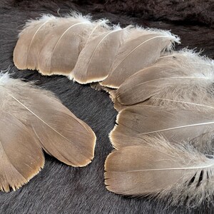 10 Federn, 10-18cm, breite Gänsefedern, Federn bemalen, DIY Schmuckmacher, Long Drop Festival Schmuck, breite Federn zum Räuchern kaufen