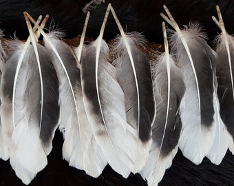 12 plumas, 12-16 cm, plumas de vuelo, postura apropiada para la especie, plumas de ala, plumas de gallina de Guinea, bolígrafo, Edad Media, sin sufrimiento (AA19)