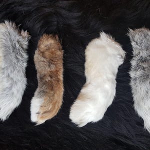 Rabbit (hind) paws of domestic rabbits, Oryctolagus cuniculus domesticus, &quot;rabbit feet&quot;, lucky charm, talisman, protection, voodoo, spiritual