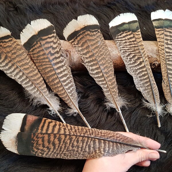 1 gestreifte Feder, 22-26cm, große Truthahnfeder, Turkeyfeather, Putenfedern, keine Eulenfeder, keine Greifvogelfeder, keine Adlerfeder
