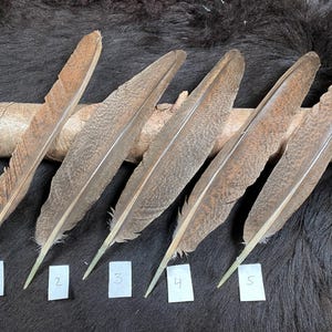 May include: Five brown and tan feathers with a speckled pattern, arranged on a light-colored wooden branch. Each feather has a white tag with a number from 1 to 5. The background is a dark, textured surface.