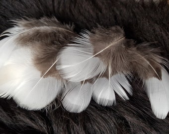 25 feathers, 5-8 cm, pheasant feather, Amherst pheasant, from species-appropriate husbandry, no owl feather, no bird of prey feather, wing feather (V2a)