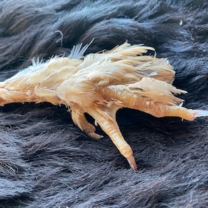Single chicken foot, 16 cm, gallus gallus domesticus, talisman, protection, voodoo, spiritual No. E5