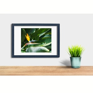 Bird of Paradise - Digital Download