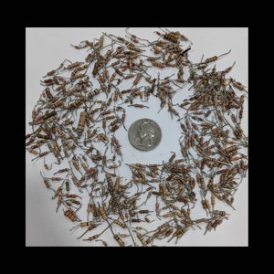 May include: A large collection of small, tan-colored electronic resistors with thin metal wire leads, arranged in a circular pattern around a single silver-colored United States quarter coin placed in the center of the group for scale.