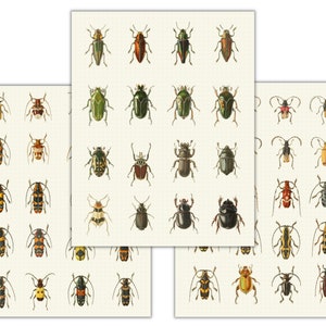 Könnte beinhalten: Eine Sammlung von 36 Vintage-Illustrationen von Käfern, die eine Vielzahl von Farben und Mustern aufweisen. Die Käfer sind in einem realistischen Stil dargestellt, mit filigranen Details ihrer Flügel, Beine und Fühler.