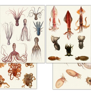 Octopus Stickers, Digital Stickers, Botanical Illustrations, Goodnotes Sticker Book, Goodnotes PNG&#39;s, JPEG Sticker Sheet, Printable, Clipart