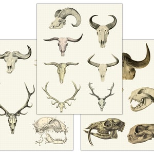Animal Skull Digital Stickers, Dark Academia Natural History Illustrations, Goodnotes Sticker Sheets Book, PNG, Gothic Bones, Occult Witch