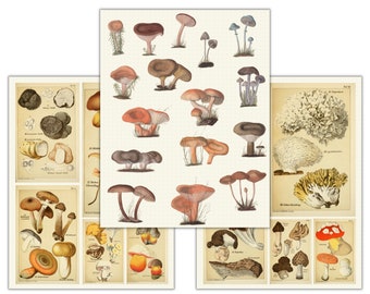 Mushroom Digital Stickers, Dark Academia, Natural History Illustrations, Goodnotes Sticker Sheets, Gothic, Witchy, Sticker Book, Printable