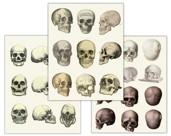Pegatinas digitales de calaveras, ilustraciones de historia natural de Dark Academia, hojas de pegatinas de Goodnotes, PNG, huesos góticos, bruja oculta
