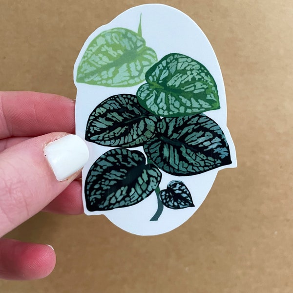 Monstera Dubia Waterproof Sticker || cute houseplant laptop decal magnet || houseplant sticker || laptop sticker || rare houseplant ||