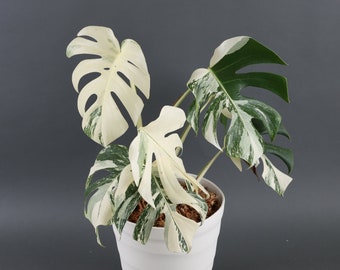 Monstera Variegated Etsy