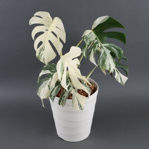 Monstera Albo Etsy