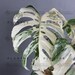 Monstera Albo Borsigiana White Tiger Deliciosa Variegated Double Node Cutting Wet Stick 