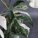 Monstera Albo Borsigiana White Tiger Deliciosa Variegated MISFIT node cutting 