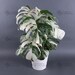 Monstera Albo Borsigiana White Tiger Deliciosa Variegated Single Node Cutting Wet Stick 