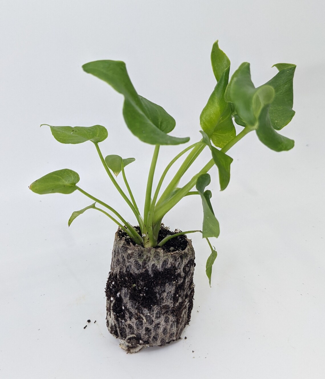 Variegated Pinnate Philodendron: A Striking Indoor Beauty