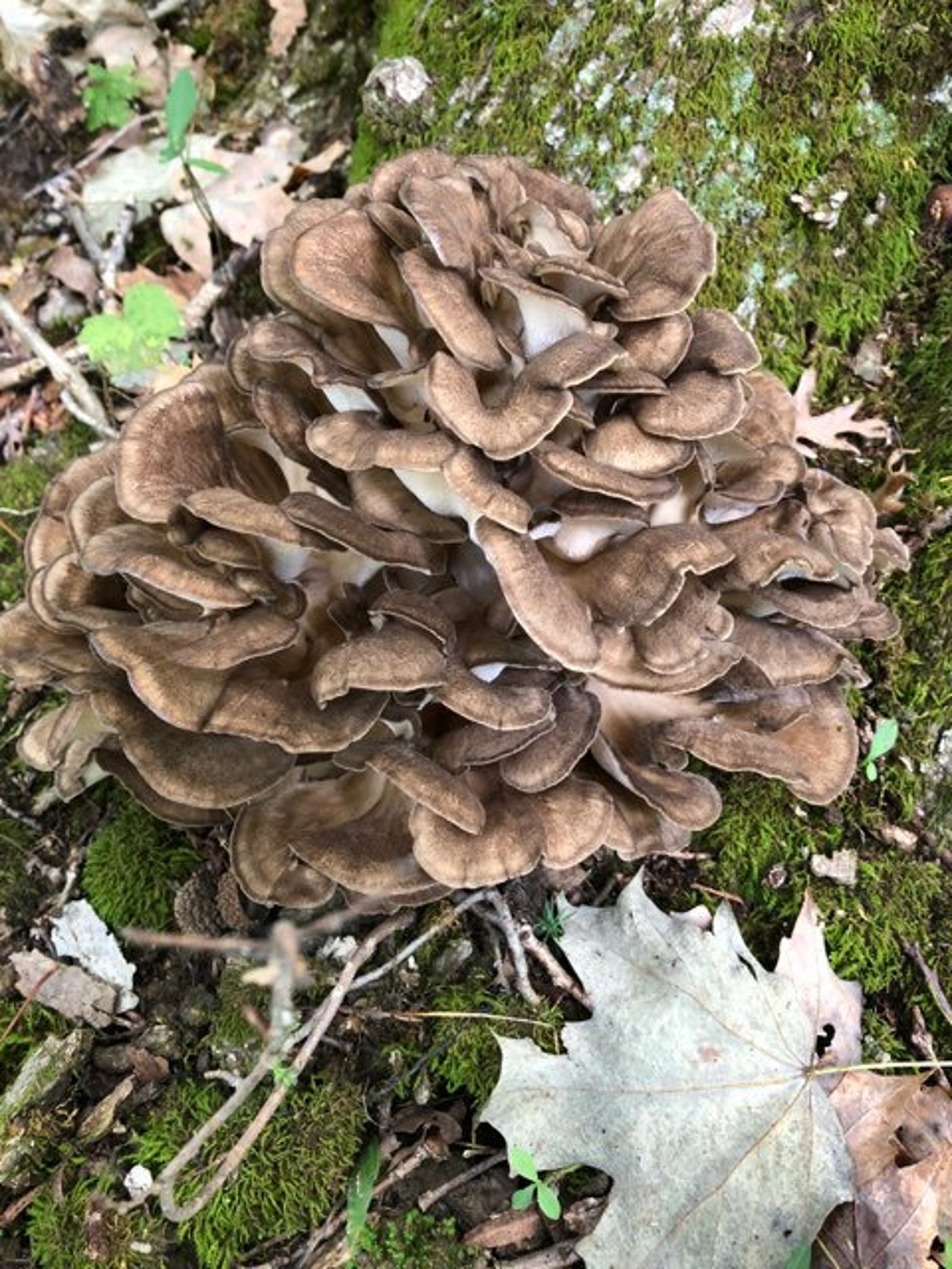 Wild Crafted Dried Maitake Mushrooms 1 Pound When Rehydrated Etsy