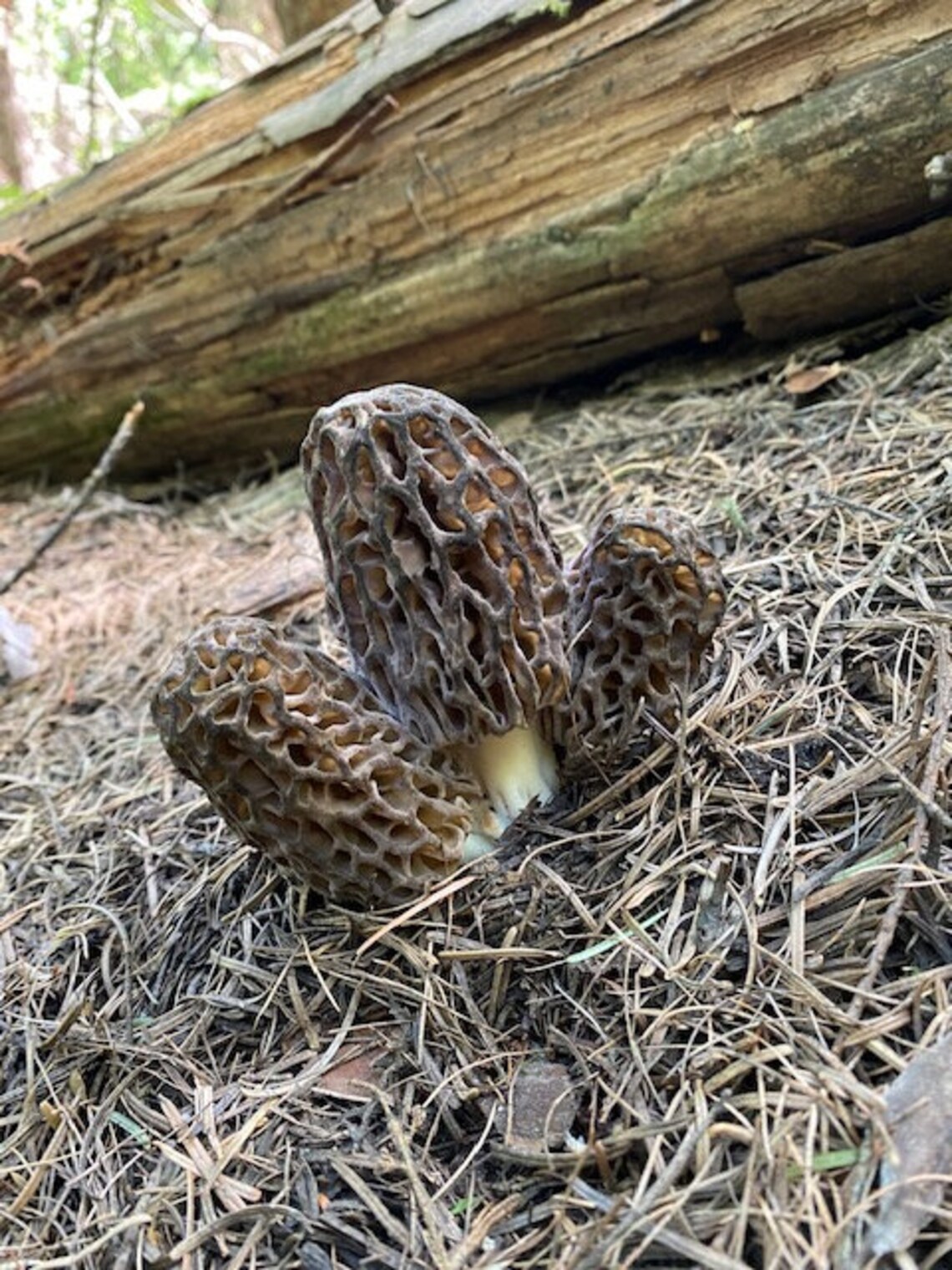Wild Crafted Dried Morel Mushrooms 1 Pound When Rehydrated Etsy