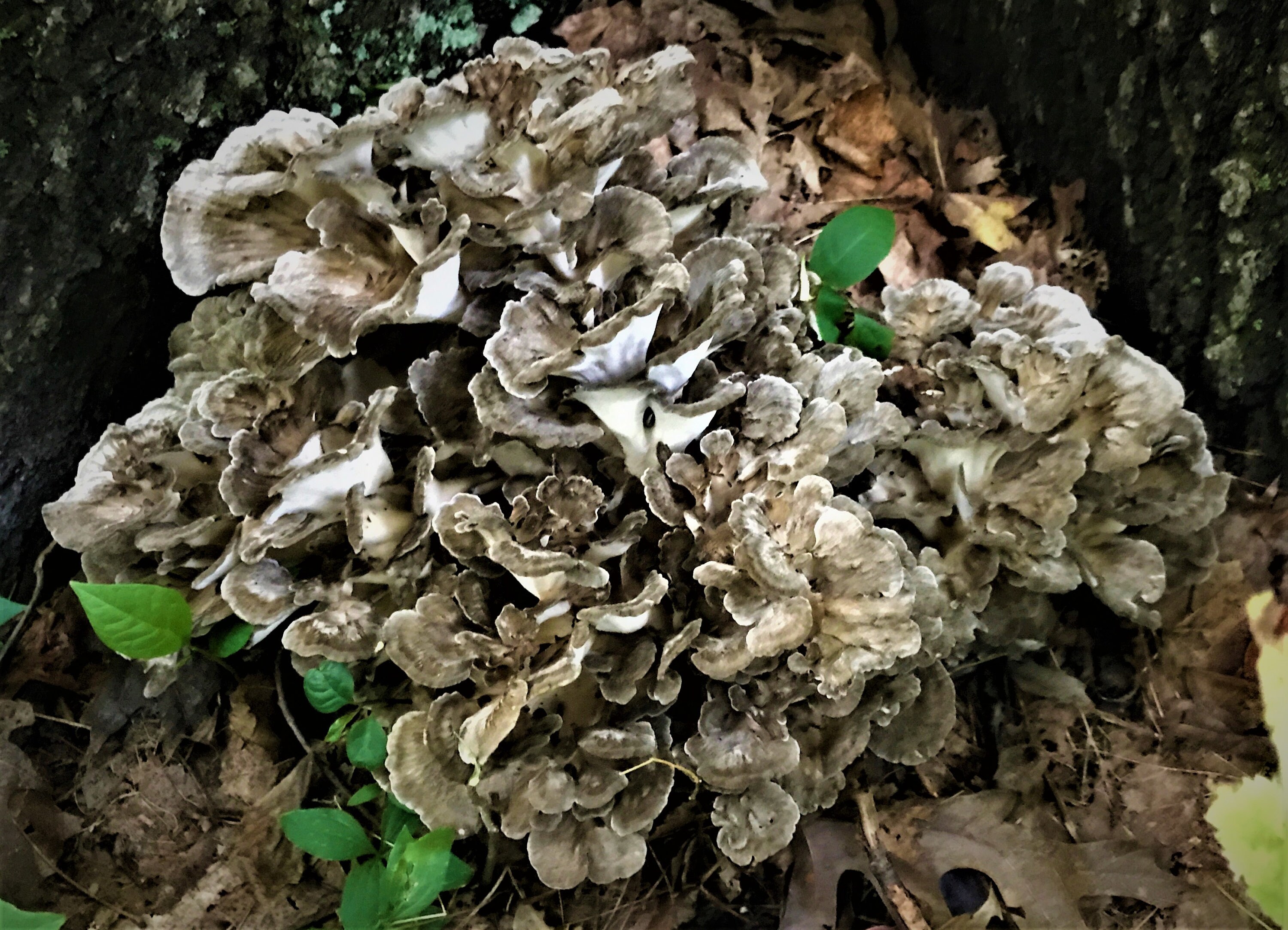 Wild Crafted Dried Maitake Mushrooms 1 Pound When Rehydrated Etsy