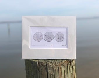 Sand Dollar "Mermaid Coins" limited edition Giclee art print of my original pencil illustration - archival mat - ready to frame 10" x 8"