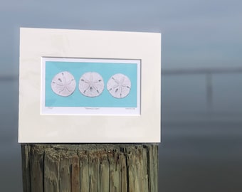 Sand Dollar "Mermaid Coins" limited to 25 Teal Blue edition Giclee art print of my original illustration, archival mat ready to frame 10 x 8