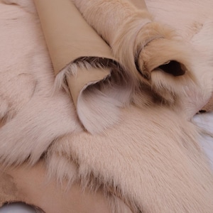 Puede incluir: Una piel de animal de color beige claro con una textura de pelaje suave y denso en un lado y una superficie de cuero liso de color tostado en el reverso. La piel está parcialmente enrollada, revelando el contraste entre el exterior peludo y el interior.