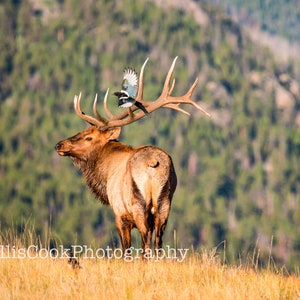 Autumn Elk & Magpie - Rocky Mountain National Park, CO | Fine Art Photography | Digital Download | Printable Photo