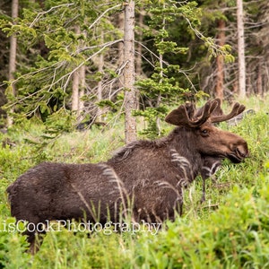 Moose with Velvet Antlers - Northern Colorado | Fine Art Photography | Digital Download | Printable Photo