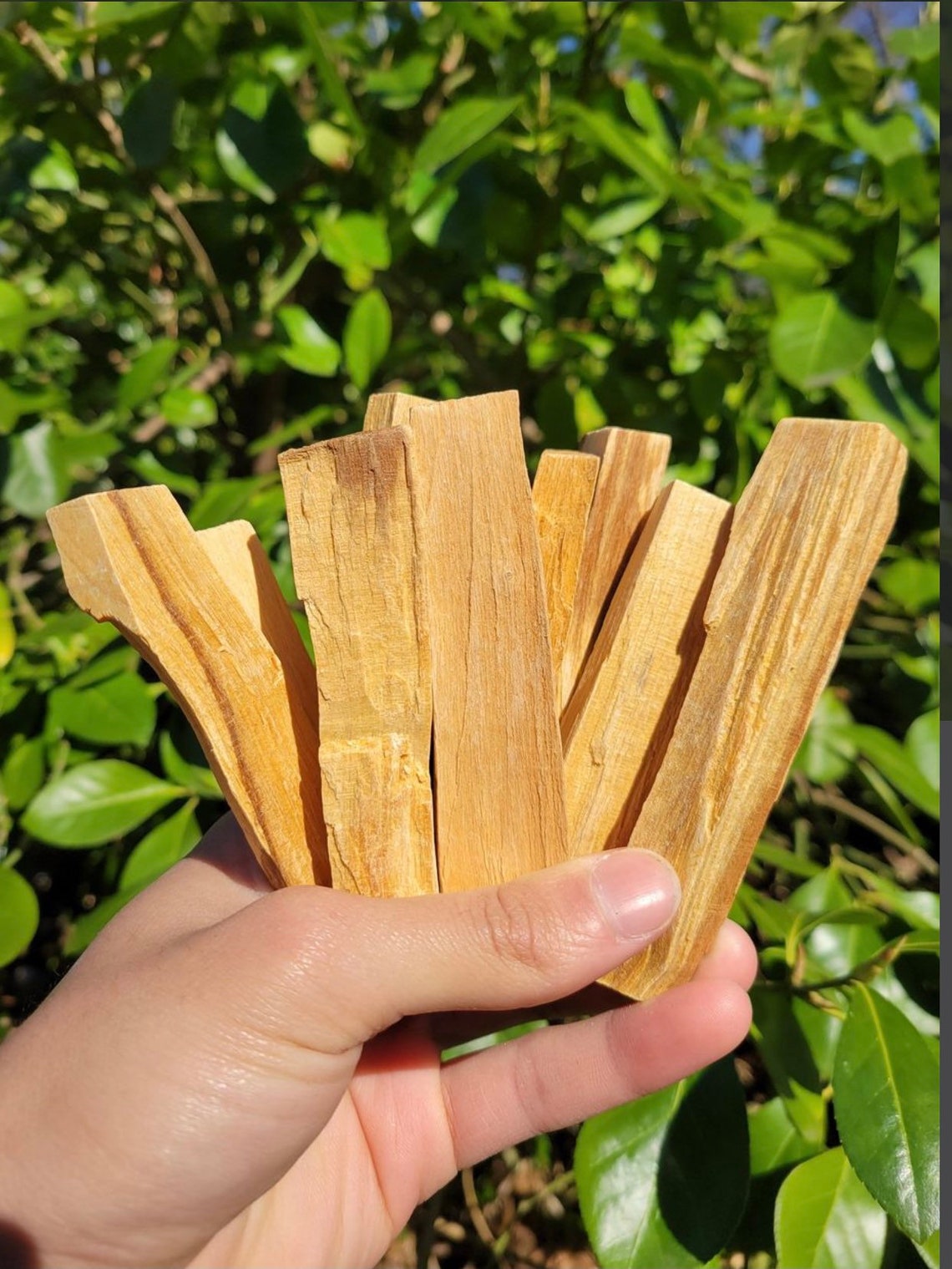 Holy Wood Palo Santo 135 piece Bulk Incense Etsy