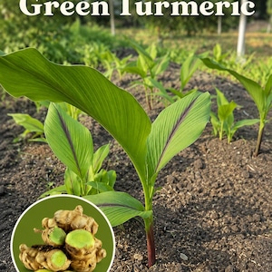 Peut inclure: Une jeune plante de curcuma vert poussant dans un sol sombre avec des nervures violettes sur les feuilles. Le texte Green Turmeric est affiché en haut. Un cercle montre un groupe de rhizomes de curcuma brun clair à l'intérieur vert vif.