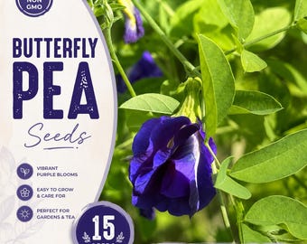 Fjärilsärtsfrön | 15 icke-GMO-odlade frön | Klätterranka | Blå teblomsfrön | Öppet pollinerat