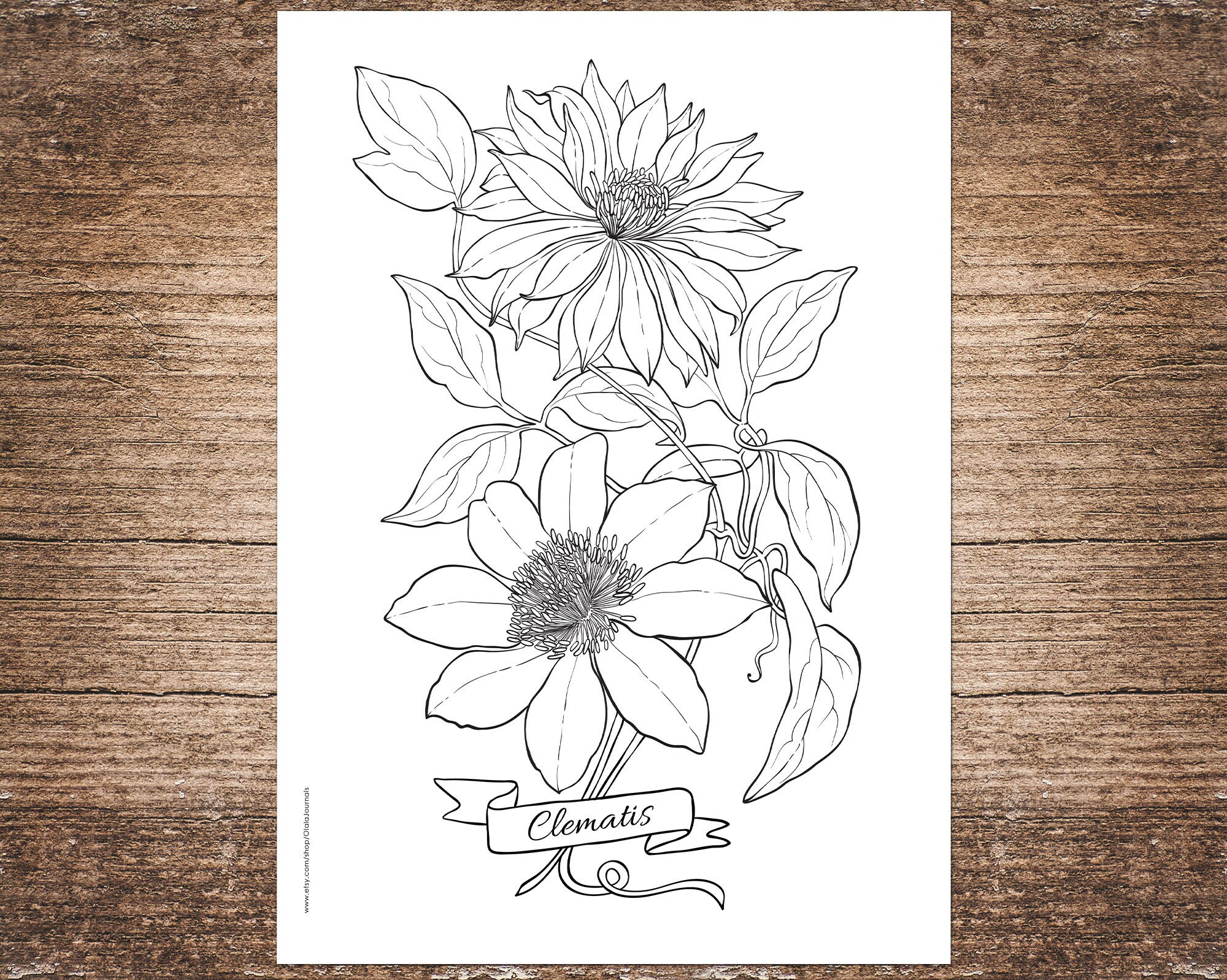 Clematis Flowers Coloring Page, Printable Adult Floral Coloring ...